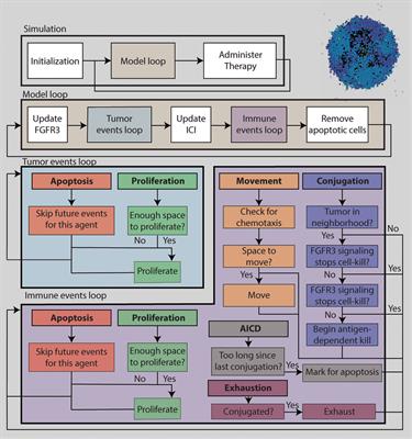 Dysregulated FGFR3 signaling alters the immune landscape in bladder cancer and presents therapeutic possibilities in an agent-based model